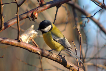 tit eats fat on a tree