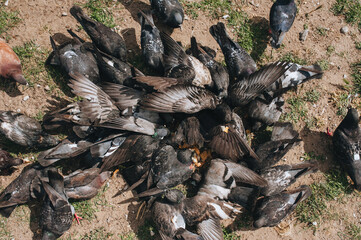 A flock, many pigeons are fighting for food and bread in nature. Feeding the hungry birds. Photography, concept, top view.