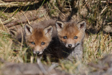 Red fox cub in nature in springtime