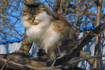 cat on the bench