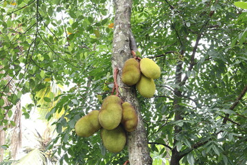 jackfruit tree in kerala 