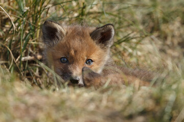 Red fox cub in nature in springtime