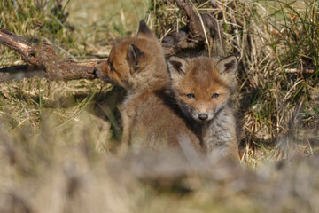Fototapeta na wymiar Red fox cub in nature in springtime