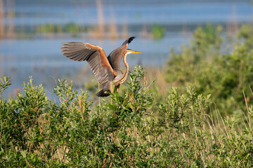 Purple Heron in his nesting habitat.
