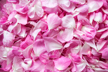 Background of fresh pink rose petals. Flat lay