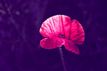 Pink poppy flower growing in a violet garden.