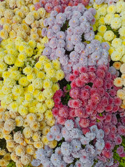 Blooming flowers in autumn season. This photo was takwn in October 2019.