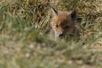 Naklejka premium Red fox cub in nature in springtime