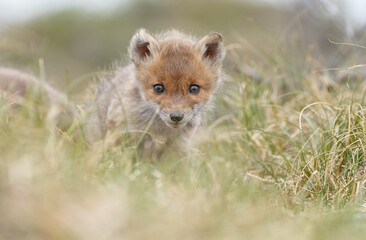 Obraz na płótnie Canvas Red fox cub in nature in springtime