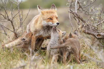 Red fox cub in nature in springtime