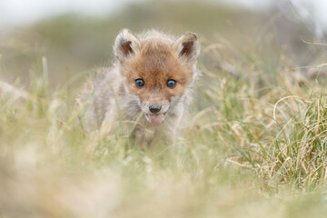 Red fox cub in nature in springtime