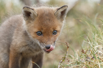 Red fox cub in nature in springtime