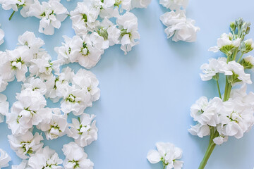 Floral round frame made of small white matthiola flowers. Romantic blue background and delicate flowers. The place for your cosmetic product is here. The basis for a greeting card. View from above.