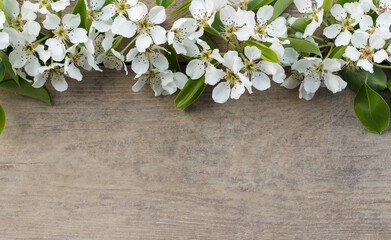 Beautiful background with white flowers, white pear flowers on a wooden background, a frame of flowers on old wooden boards, a flower border on a wooden background with copy space for the text.