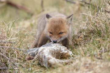 Obraz na płótnie Canvas Red fox cub in nature in springtime