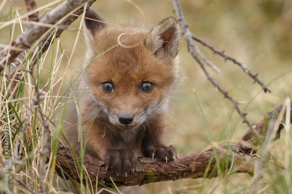 Canvas Prints red fox cub in nature in springtime