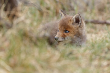 Red fox cub in nature in springtime