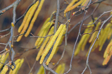 yellow leaves in autumn