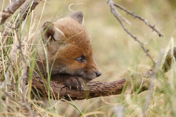 Red fox cub in nature in springtime