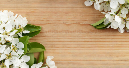Obraz na płótnie Canvas Beautiful background with white flowers, white pear flowers on a wooden background, a frame of flowers on old wooden boards, a flower border on a wooden background with copy space for the text.