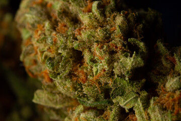 close-up macro picture medical marijuanadried leaves of green medical marijuana.