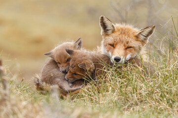 Naklejka na ściany i meble Red fox cub in nature in springtime