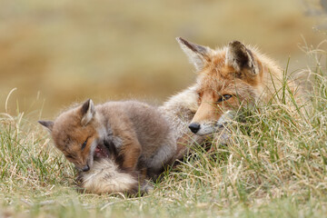 Red fox cub in nature in springtime