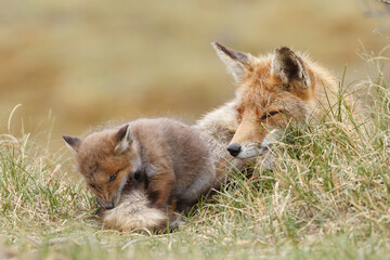 Red fox cub in nature in springtime