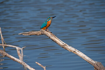 Common Kingfisher in the Weerribben the Netherlands.