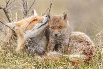 Plakat Red fox cub in nature on a springday.