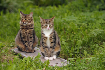 Two young cats in a garden
