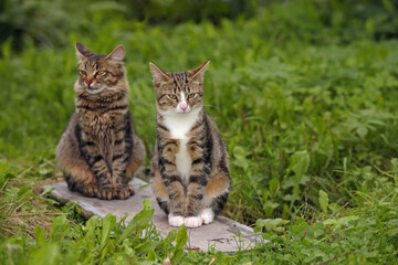 Naklejka na ściany i meble Two young cats in a garden