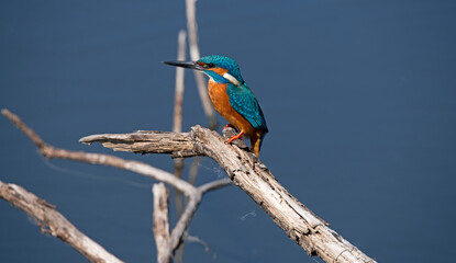 Common Kingfisher in the Weerribben the Netherlands.