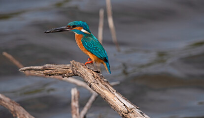 Common Kingfisher in the Weerribben the Netherlands.