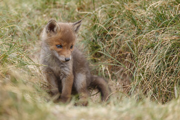 Red fox cub in nature on a springday.