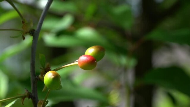 Ripening Organic Cherry in natural ambient - (4K)