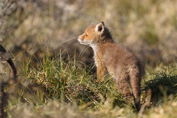 Red fox cub in nature on a springday.