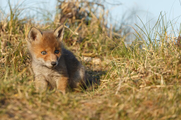 Fototapeta premium Red fox cub in nature on a springday.