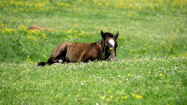 LIPIZZANER FOHLEN . LIPIZZAN FOALS