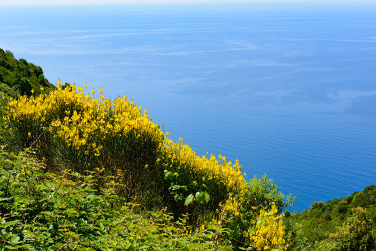 Ginestra in fiore su un sentiero delle Cinque terre (Liguria, Italia) con il mare sullo sfondo