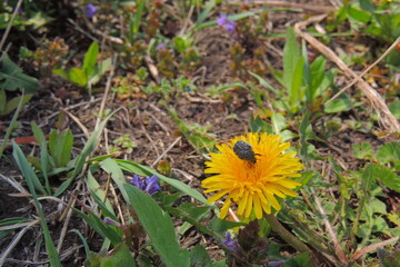 yellow leaves in autumn