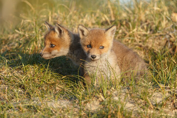 Red fox cub in nature on a springday.