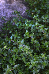 Portrait photo of creeping thyme plant growing on the ground in the garden
