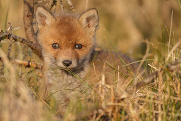 Red fox cub in nature on a springday.