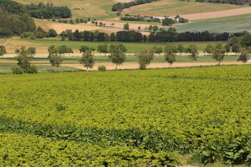Weihnachtsbaumplantage in der Nähe von Sundern im Sauerland