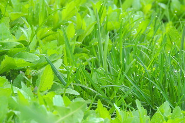 Fototapeta na wymiar drops of dew on the grass after rain