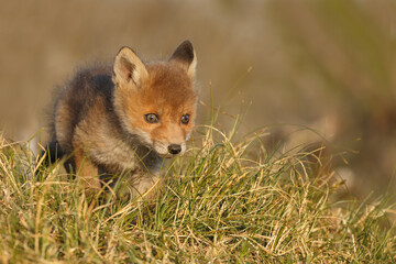 Red fox cub in nature on a springday.