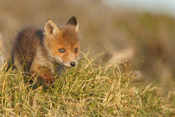 Red fox cub in nature on a springday.