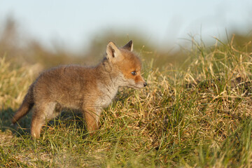 Red fox cub in nature on a springday.