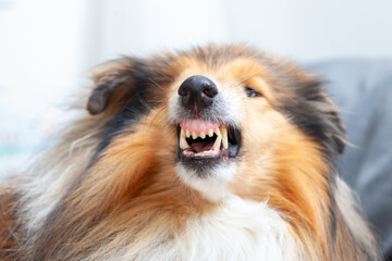 Angry agressive rough collie dog is showing teeth, grinning and does not want to do something at animal clinic